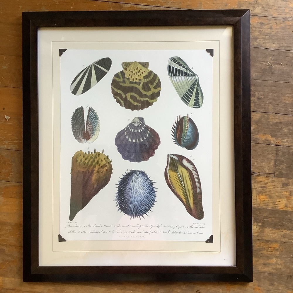 Conchology Seashells Shells Clam Shell Framed Print Wall Decor